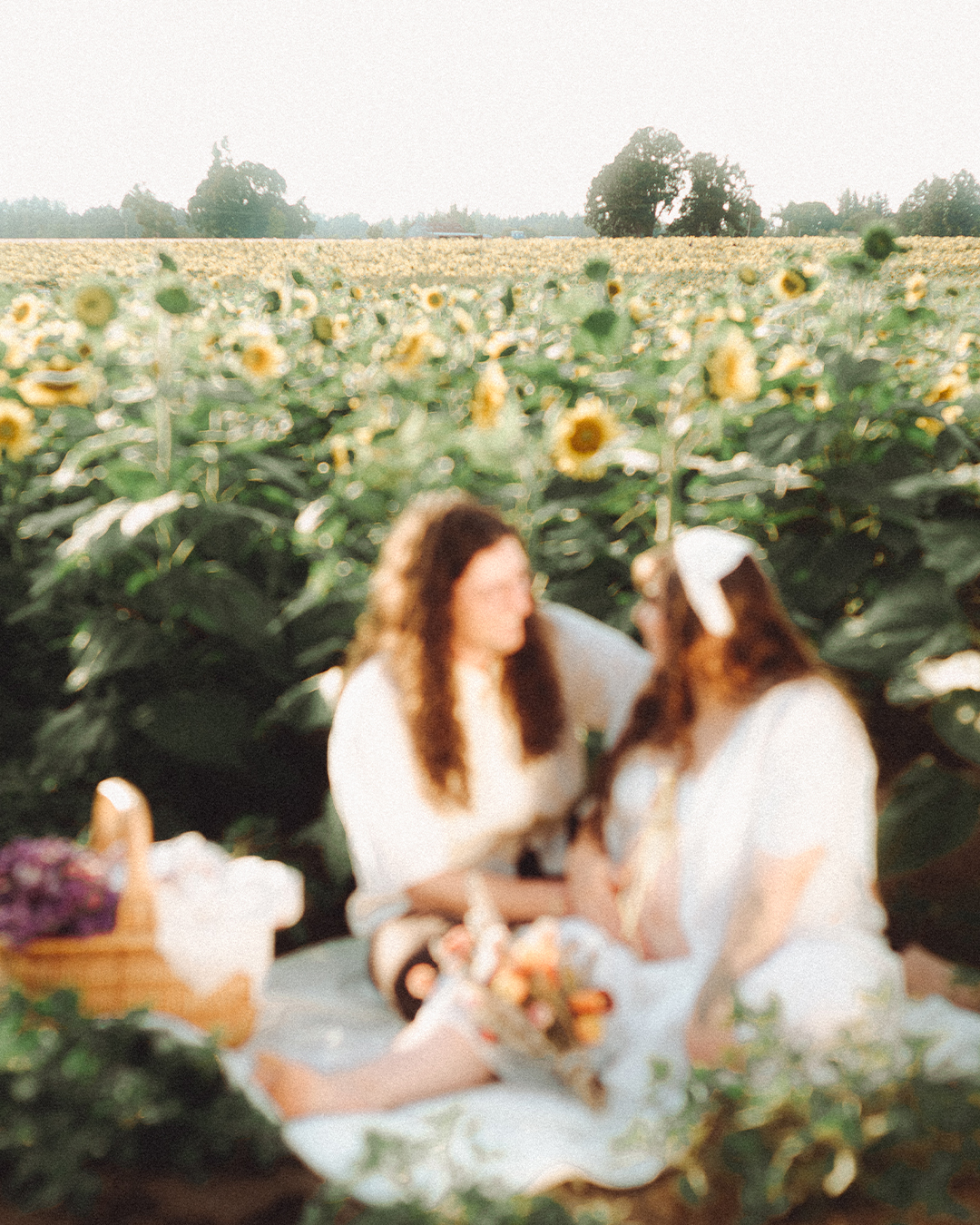 Lovestory Pregnancy Announcement Among the Sunflowers of the Wooden Shoe Tulip Farm — photograph 26 of 39